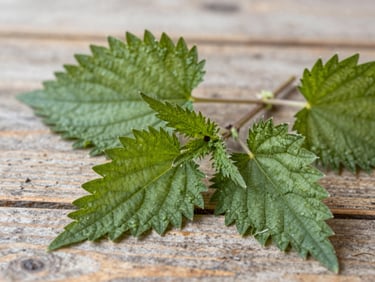 Extreme close-up of fresh stinging nettle leaves on a worn wooden surface, diffuse overhead daylight, fine leaf serrations and surface hairs visible, muted green tones, botanical specimen documentary style