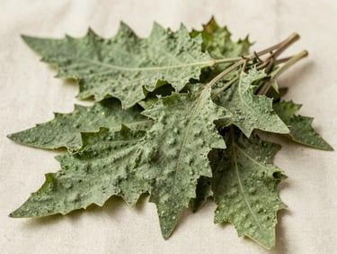 Extreme close-up overhead flat-lay of dried stinging nettle leaves on cream linen, diffuse north-facing daylight, botanical specimen clarity, deep sage-green leaf texture against pale background