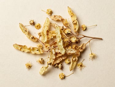 Overhead flat-lay of dried linden blossoms scattered on aged cream paper, soft diffuse daylight from above, pale yellow petals and dried bracts in sharp botanical detail, no hands, documentary framing