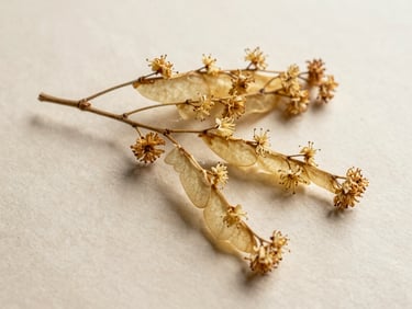 Close-up overhead of dried linden blossom bracts and flowers on aged paper, diffuse natural daylight from above, pale cream and warm ochre tones, botanical reference quality