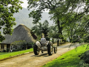 A vintage grey tractor drives down a paved road past a thatched roof cottage and lush green trees.
