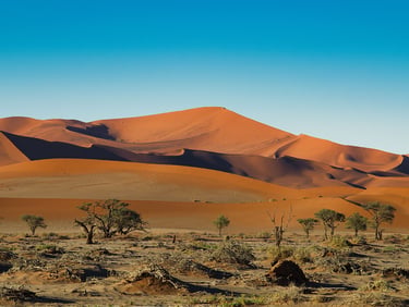 High red sand dunes in the Namib Desert with acacia trees under a clear blue sky in Namibia.