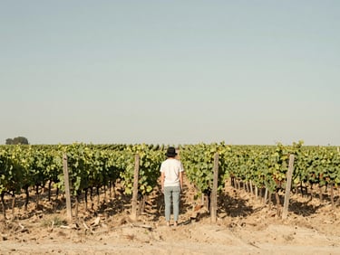 A person looking out over a calm, expansive vineyard, symbolizing long-term growth and financial peace, warm editorial photography, soft natural daylight, muted sage and sand tones, atmospheric, serene landscape, 35mm lens