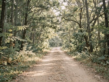 A serene forest path with soft morning light, evoking vitality and well-being, warm editorial photography, soft natural daylight, muted sage and sand tones, atmospheric, serene landscape, 35mm lens
