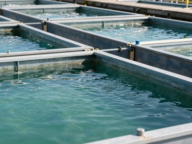 Modern aquaculture fish farming tanks under clean daylight, crisp water texture