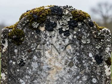 Macro shot of a heavily weathered 19th-century marble headstone covered in thick black lichen and green moss, obscuring the carved lettering, soft overcast light.