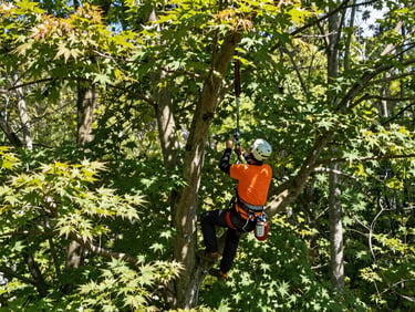 Professional climber in safety harness pruning high branches of a mature maple tree, bright natural daylight