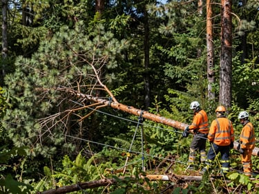 Fallen pine tree resting safely in rigging lines during storm cleanup, professional crew in safety helmets