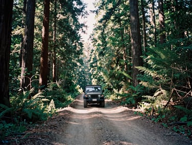 Wide-angle shot of a Jeep on a dusty trail winding through a dense redwood forest, harsh midday sun, low horizon, 35mm film grain