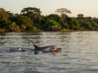 Pink river dolphin breaking the surface of a wide Amazonian river at sunset, warm editorial travel photography