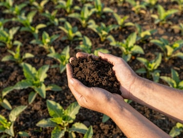 Close-up of rich dark soil held in hands over a healthy crop field, sunlight filtering through leaves, emphasizing soil health and agricultural precision.