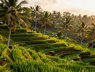 warm editorial photography, tropical morning light, rich emerald tones. Lush green Tegalalang rice terraces in Ubud, tropical palm trees, professional travel style.