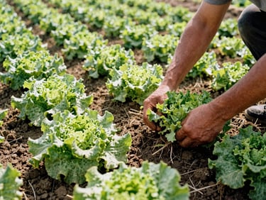 Farmer's hands harvesting crisp green lettuce from a field, soil visible on the roots, bright natural sunlight, wide-angle.