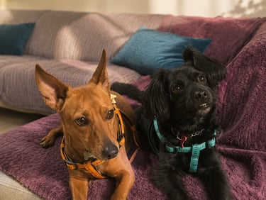 Professional pet sitting in Limassol
