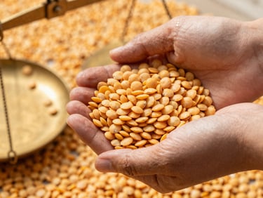 Warm editorial close-up of hands weighing whole golden lentils on a brass scale, soft morning directional light, shallow depth of field.