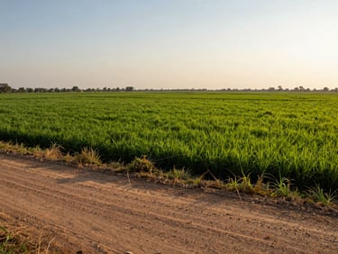 Wide environmental shot of fertile farmland in Srikakulam district at golden hour, flat agricultural fields stretching to the horizon, dirt access road in the foreground