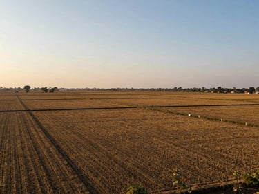 Wide environmental shot of agricultural land in Srikakulam district, flat farmland plots with clear boundary markers, golden hour light, open sky