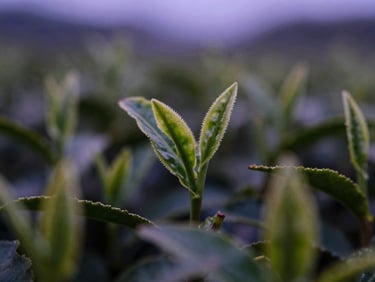 Macro close-up of green tea leaves, moody editorial photography, soft purple ambient twilight, shallow depth of field