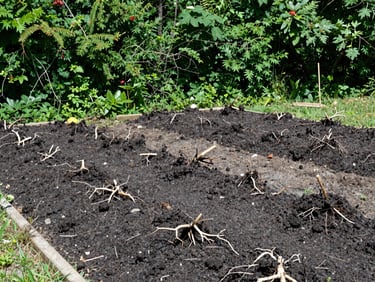 The same yard fully cleared of roots, backfilled with clean soil, leveled flat, and ready for replanting, bright natural daylight, 35mm