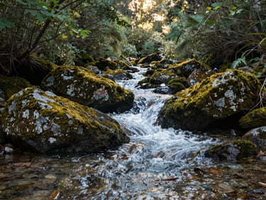Close documentary shot of a clear mountain stream flowing over mossy rocks in the Wanagon watershed, early morning light filtering through forest canopy above, no people