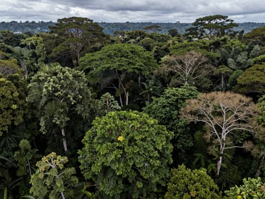 Wide shot of old-growth rainforest canopy in Papua, layered green tree crowns under diffused overcast light, no people, documentary aerial framing