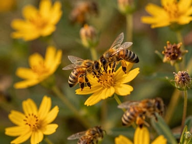 Macro shot of worker bees gathering nectar from vibrant, native Mexican wildflowers, soft golden light, shallow depth of field, 35mm.