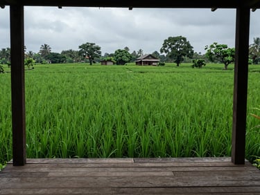 Portrait-framed view of a Karjat farmhouse courtyard surrounded by deep monsoon-green paddy fields, overcast diffuse light, no people, simple wooden veranda in the foreground