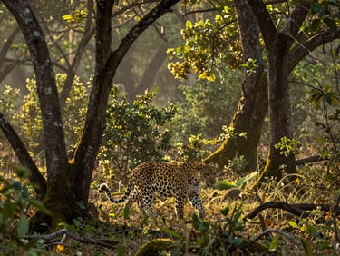 A majestic leopard moving silently through the dense, moss-draped forest of Godawari, filtered morning light piercing the thick canopy, premium editorial photography, 35mm.