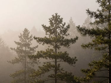 Misty pine forest in early morning light, quiet and still atmosphere with soft fog, muted earth tones