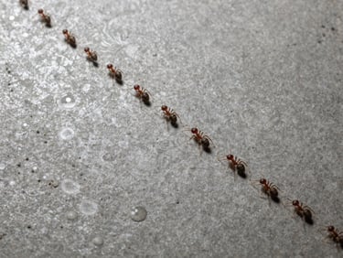 Macro overhead shot of ant colony trail across concrete floor, studio flash showing individual ants and pheromone path detail with high contrast, clinical documentary style, no humans
