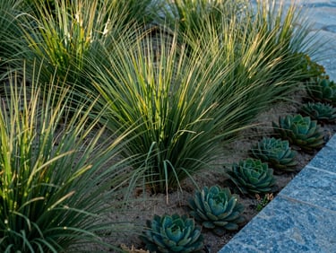 Close-up of a coastal garden edge in natural morning light — compact salt-tolerant ornamental grasses and low succulents planted in sandy amended soil beside a bluestone paver border, texture of plant foliage clearly visible, no people