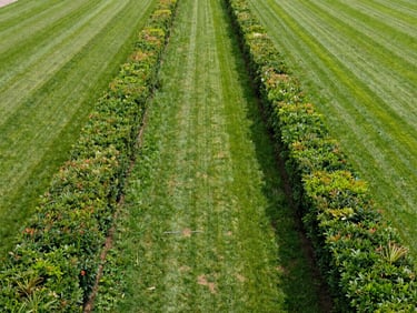 A perfectly straight, sharp hedge line next to a freshly mown lawn, Schnittgut neatly cleared, bright daylight, symmetrical framing