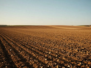 Sun-drenched agricultural fields stretching to the horizon, low-angle natural sunlight, rich earth tones, medium format film style.