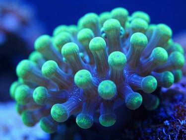 Macro detail shot of healthy live coral polyps under cool-toned laboratory LED lighting, deep blues and vibrant greens, high-precision focus