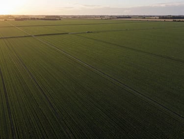 Wide overhead drone view of a large agricultural plot with visible crop rows and irrigation channels, golden hour natural light, no people, landscape scale emphasizing field geometry