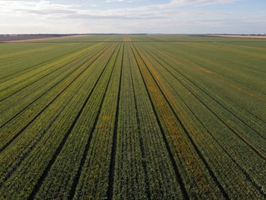 Wide aerial view of agricultural fields in full season, crop rows visible with subtle variation in canopy color indicating health zones, flat horizon and natural overcast daylight