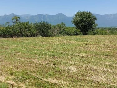 Campo verde cortado con árboles frondosos y una pintoresca cadena montañosa bajo un cielo azul