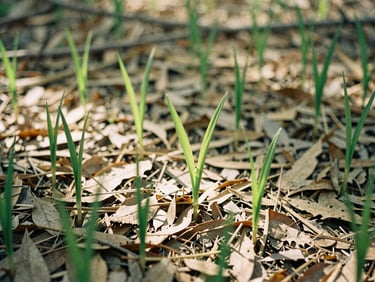 Young green shoots growing in a forest clearing, dry leaves on the ground, soft sunlight filtering through branches, warm editorial photography