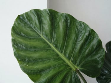 Close-up of a giant glossy dark green leaf with dramatic architectural ribbing, soft diffused natural daylight, minimalist aesthetic, 35mm lens