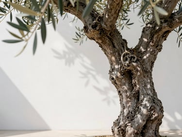 Close-up of a twisted ancient olive tree trunk, sculptural texture, bright diffused daylight, minimalist garden setting
