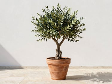 A sculptural ancient olive tree in a large premium terracotta pot on a minimalist stone terrace, bright diffused daylight, 35mm lens