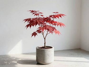 A vibrant Japanese maple with delicate red foliage in a minimalist concrete planter, soft natural shadows, 35mm lens