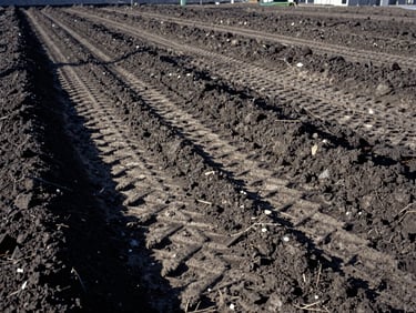 A freshly graded and leveled soil plot where an old structure once stood, crisp tire tracks in the dark earth, morning shadows, wide-angle 35mm