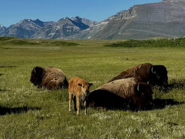 I lucked out one day and the bison were right up against the fence. They roam the paddock, which you