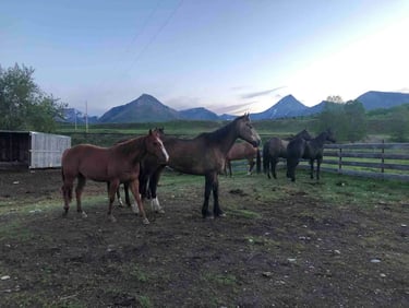 Getting ready for a horseback ride at Thanksgiving Ranch.