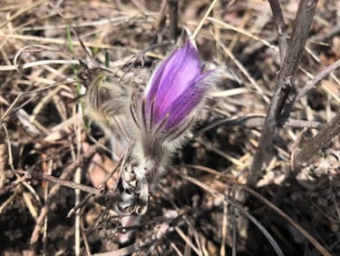 Prairie Crocus, signs of spring, waterton wildflower walk