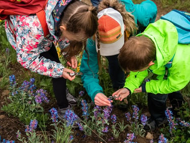 Learning about wildflowers on the Waterton Wildflower Walk.