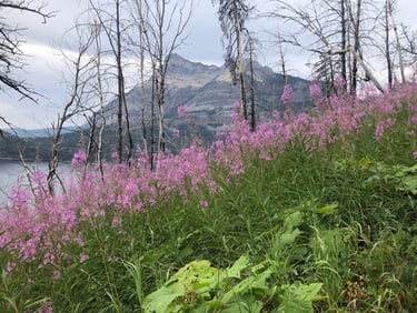 Wildflowers of Waterton. Learn how to id, botany 101