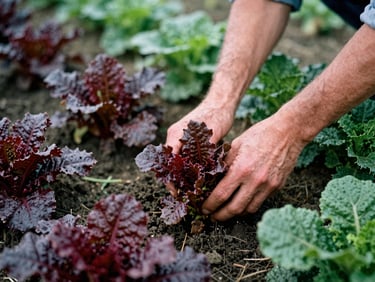 Farmer's hands gently harvesting fresh, vibrant greens in a field, soft morning light, focus on soil and produce, rich crimson and forest green tones, shallow depth of field, 35mm film.