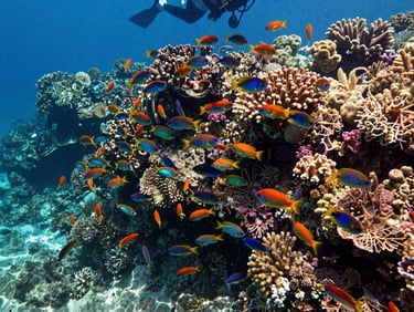 Close-up of vibrant coral reef wall at Ras Mohammed, dense anthias fish cloud in midwater, direct sunlight refracting through clear shallow water, diver fin visible at upper frame edge